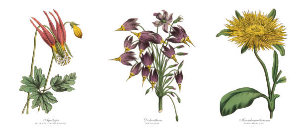 columbine, dodecatheon ve mesembryanthemum bitkiler victorian botanik illustration - buz çiçeği stock illustrations