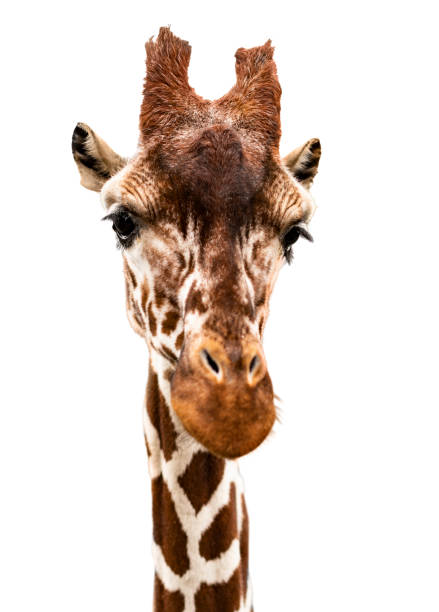 istock Portrait of a giraffe, cut out 1131644098
