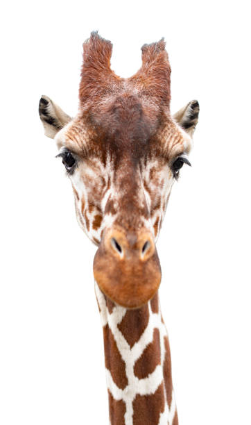 istock An old curious giraffe looks into the camera, cut out 1131644117