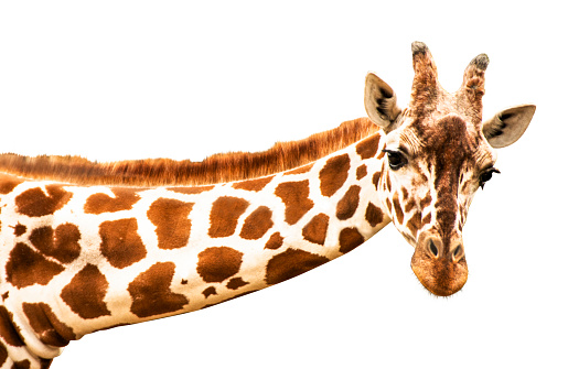 A curious giraffe looks into the camera, cut out