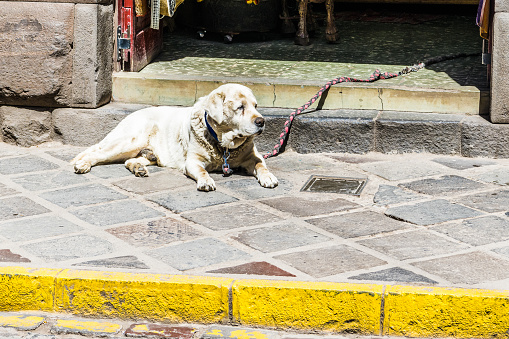 Big dog resting on the threshold of a small Peruvian shop on a narrow street of Cusco.