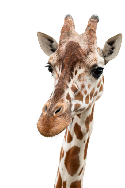 istock Portrait of a giraffe, cut out 1131645533