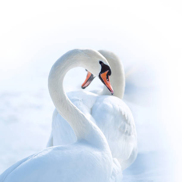 istock white swans with heart-shape necks on white background 1131645599