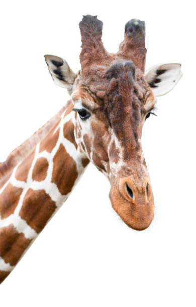 istock An old curious giraffe looks into the camera, cut out 1131645642