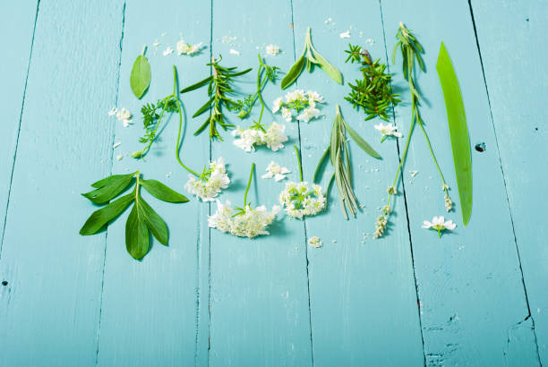 coleção da planta - rosemary chervil herb table - fotografias e filmes do acervo