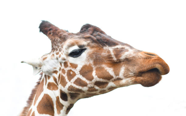 istock Giraffe looks very proud, cut out 1131645749