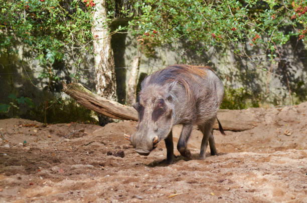 istock Desert warthog, full body, close up. 1131645850
