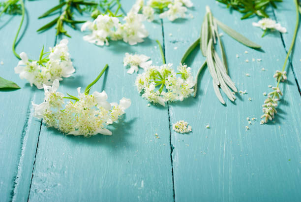 coleção da planta - rosemary chervil herb table - fotografias e filmes do acervo