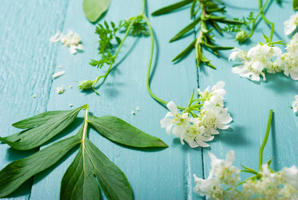 coleção da planta - rosemary chervil herb table - fotografias e filmes do acervo