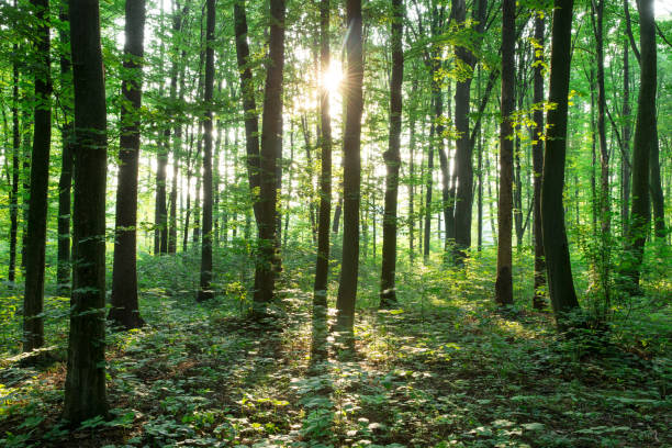 istock green Forest trees. nature green wood sunlight backgrounds 1131648114