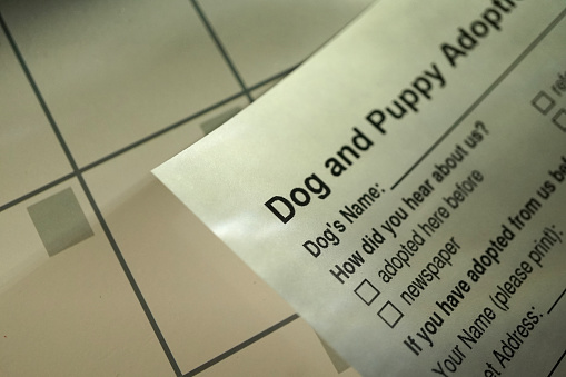 shot of a pet adoption paper