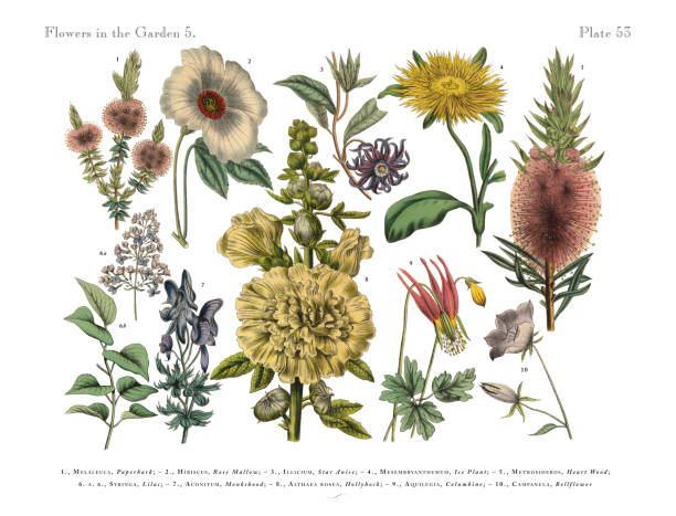bahçe egzotik çiçekler, victorian botanik illustration - buz çiçeği stock illustrations