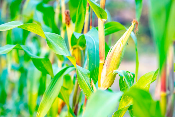 Organic maize or corn in field garden agriculture farm