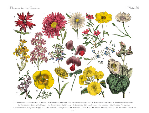 Very Rare, Beautifully Illustrated Antique Engraved Victorian Botanical Illustration of Red Exotic Flowers of the Garden: Plate 56, from The Book of Practical Botany in Word and Image (Lehrbuch der praktischen Pflanzenkunde in Wort und Bild), Published in 1886. Copyright has expired on this artwork. Digitally restored.