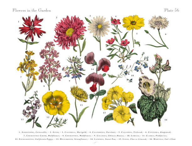 Exotic Flowers of the Garden, Victorian Botanical Illustration Very Rare, Beautifully Illustrated Antique Engraved Victorian Botanical Illustration of Red Exotic Flowers of the Garden: Plate 56, from The Book of Practical Botany in Word and Image (Lehrbuch der praktischen Pflanzenkunde in Wort und Bild), Published in 1886. Copyright has expired on this artwork. Digitally restored. landscape design stock illustrations