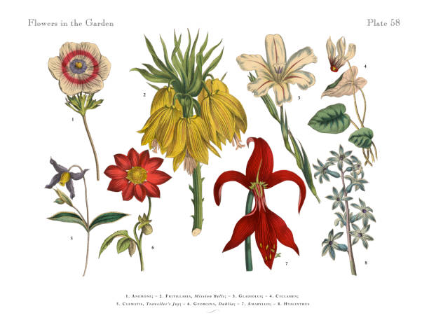 blumen des gartens, viktorianische botanische illustration - white background isolated on white isolated gladiolus stock-grafiken, -clipart, -cartoons und -symbole