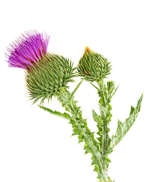 istock Thistles flower and bud isolated on white background 1131650227