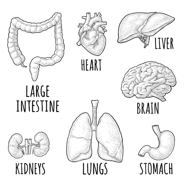 Human anatomy organs. Brain, kidney, heart, liver, stomach. Vector engraving Human anatomy organs. Brain, kidney, heart, liver, stomach, lungs, colon, large intestine. Vector black vintage engraving isolated on white. Hand drawn design element for label, poster, web heart internal organ stock illustrations