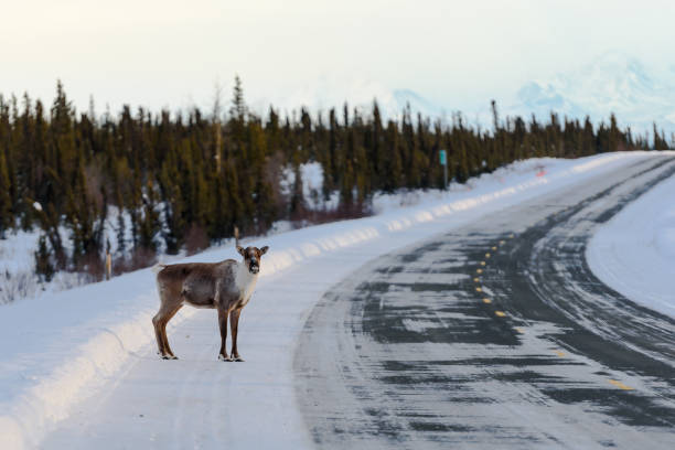 Winter Caribou Crossing Remote Highway with Mountain Background stock photo