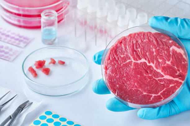 istock Meat sample in open  disposable plastic cell culture dish in modern laboratory or production facility 1131651738