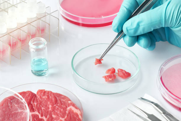 istock Meat sample in open  disposable plastic cell culture dish in modern laboratory or production facility 1131652341