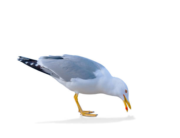 istock sea gull standing on his feet. 1131652478