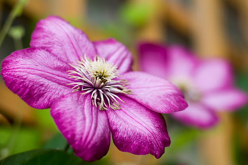 Leather flower in bloom. His kind of flowers are quite popular in most of the world and has been refined in centuries