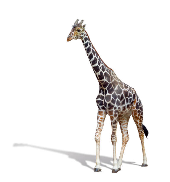 giraffa isolata su sfondo bianco. una giovane giraffa alta con - reticulated giraffe foto e immagini stock
