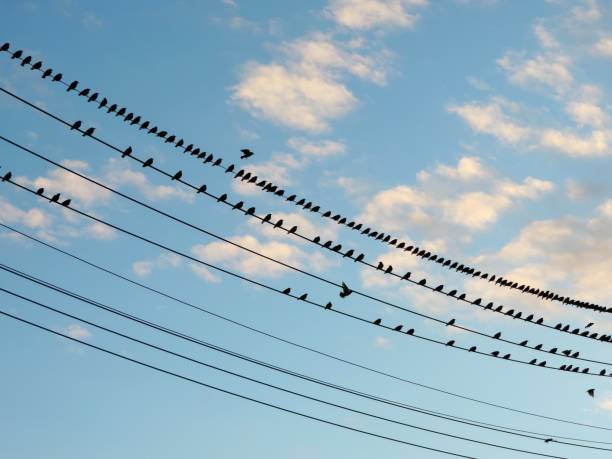 istock Meeting on wires. Birds gathered for great discussion 1131654817