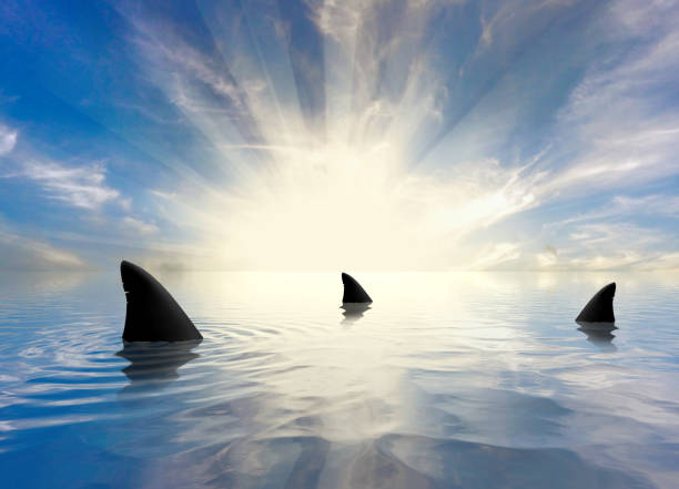 Sharks Swimming in the Ocean Shark Fins in the Ocean at Sunset animal fin photos stock pictures, royalty-free photos & images
