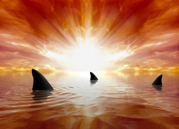 istock Sharks Swimming in the Ocean 1131657053