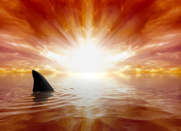 istock Sharks Swimming in the Ocean 1131657066