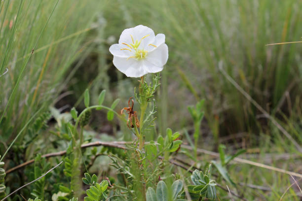 Nuttall Evening Primrose, Oenothera nuttallii, white wildflower in Western USA stock photo