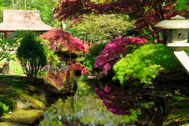 istock japanese garden in The Hague 1131657774