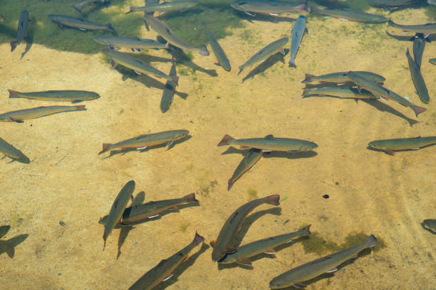 Trout in the water Trout in the water bull trout stock pictures, royalty-free photos & images