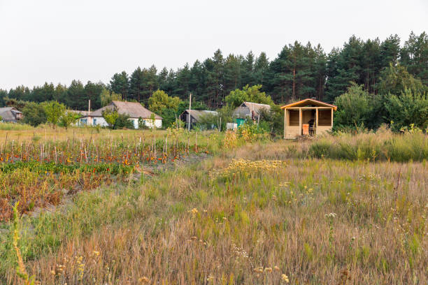 Rural sunset summer landscape with vegetable garden tomato and potato, Central Ukraine.