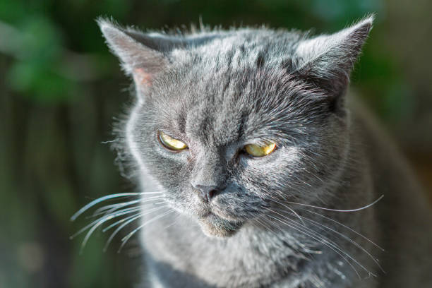 istock Scottish purebred gray cat look closeup 1131658887