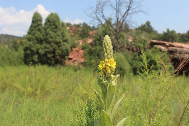 Woolly Mullein, Verbascum thapsus, yellow wildflower in western USA stock photo