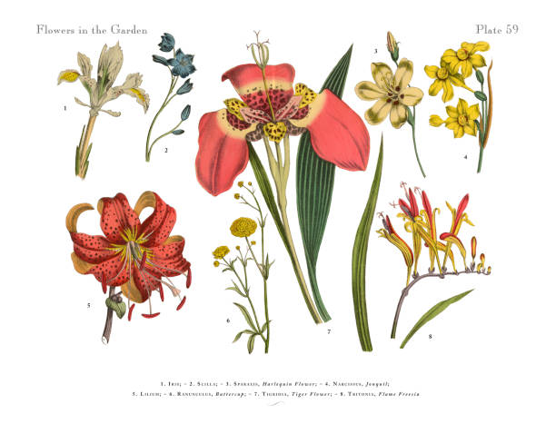 Exotic Flowers of the Garden, Victorian Botanical Illustration Very Rare, Beautifully Illustrated Antique Engraved Victorian Botanical Illustration of Red Exotic Flowers of the Garden: Plate 59, from The Book of Practical Botany in Word and Image (Lehrbuch der praktischen Pflanzenkunde in Wort und Bild), Published in 1886. Copyright has expired on this artwork. Digitally restored. engraving engraved image hand colored nature stock illustrations