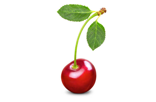 ciliegia fresca singola con due foglie - black cherries foto e immagini stock
