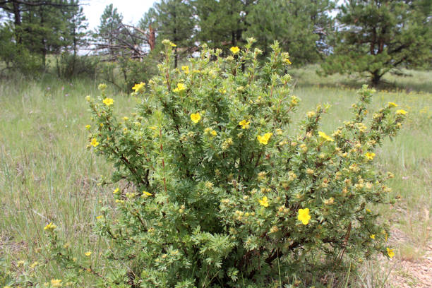 Yellow wildflower Potentilla or cinquefoil growing in western USA on summer day stock photo