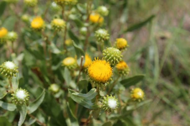 Gumweed, grindelia squarrosa, curly-top gumweed yellow wildflower stock photo