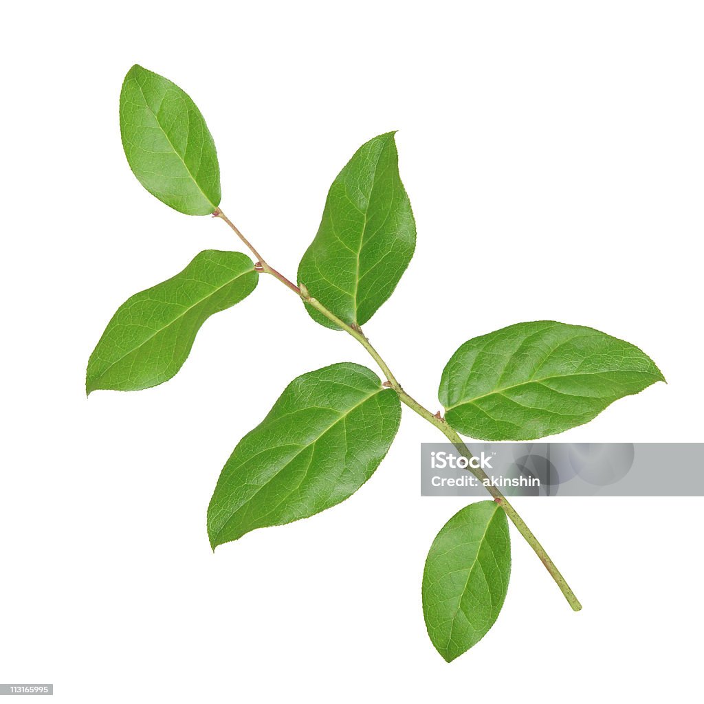branch with green leaves  Branch - Plant Part Stock Photo