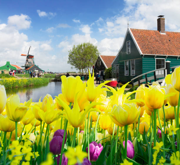 istock old houses of Zaanse Schans, Netherlands 1131660198