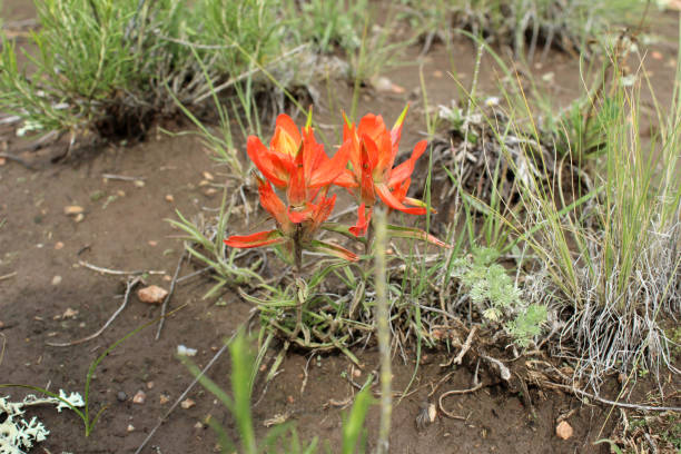 Indian Paintbrush, Castilleja, orange wildflower Western USA stock photo