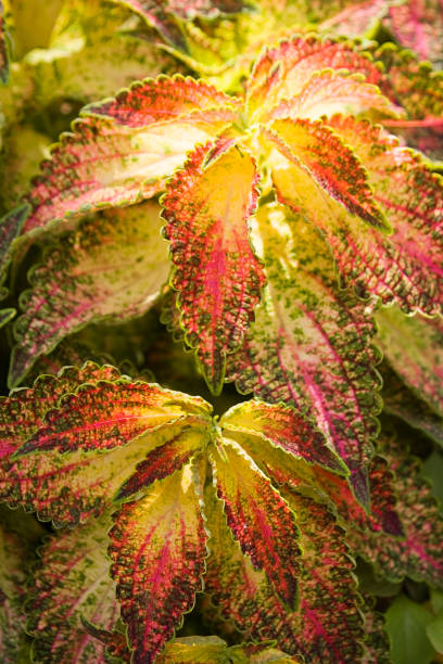 istock Red, yellow and green foliage on coleus close up view 1131661236