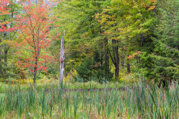 Early fall color on foliage in New England forest