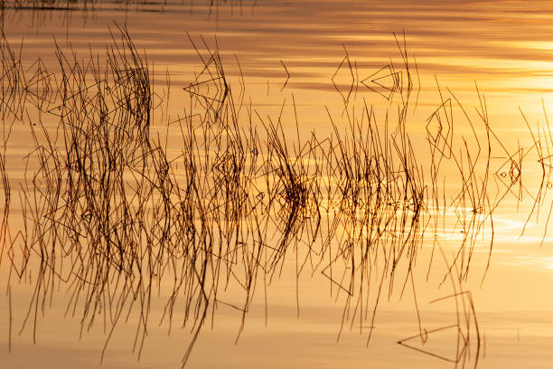 istock Reeds reflected on lake surface in warm golden hour light 1131661293