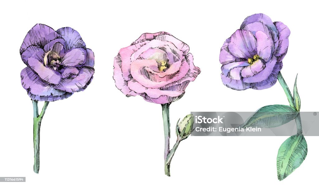 Watercolor set of beautiful eustoma flowers. Watercolor set of beautiful eustoma flowers. Hand drawn sketch isolated on white background. Beauty stock illustration
