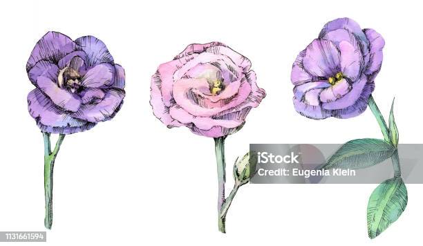 Watercolor Set Of Beautiful Eustoma Flowers Stock Illustration - Download Image Now - Beauty, Black And White, Blossom